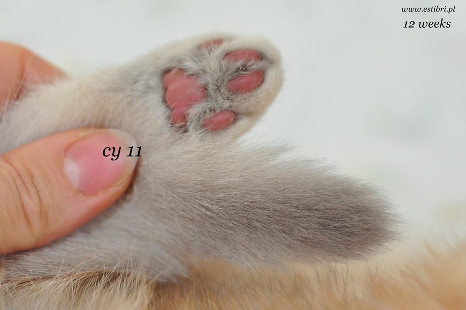 cy11