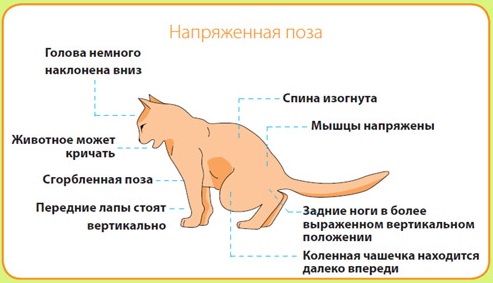 mochekamennaya-bolezn-u-koshek