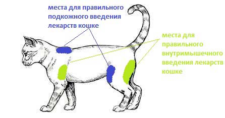 🐾Британские котята Алматы. Золотые шиншиллы.Питомник кошек Казахстан. - укол  кошке